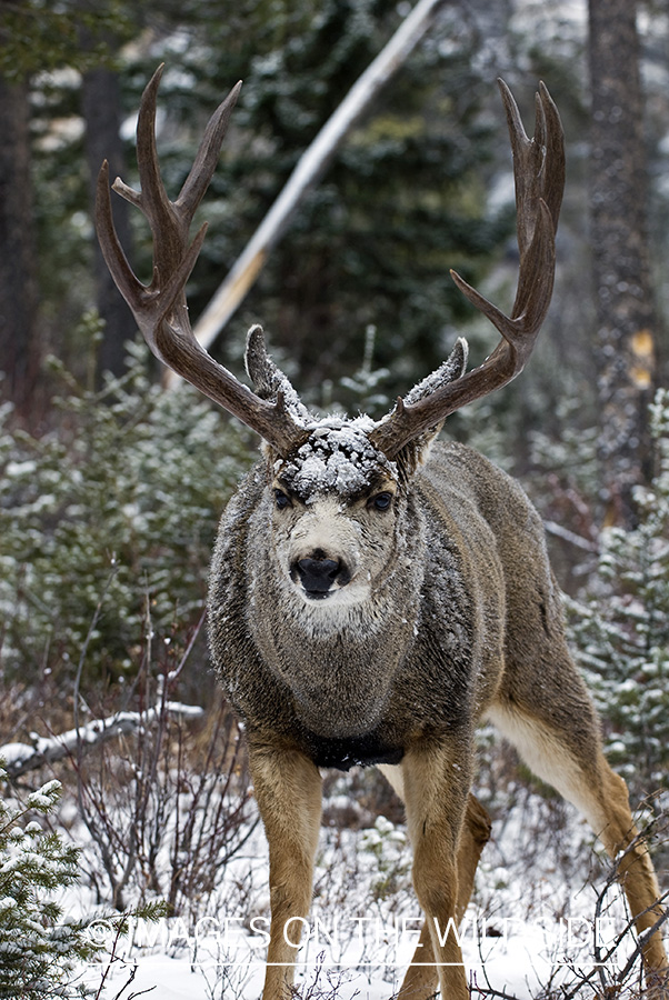 Mule deer 