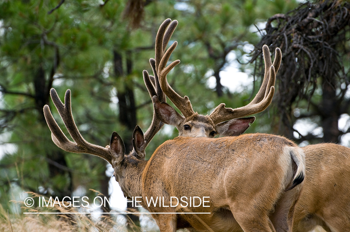 Mule Bucks in Velvet 