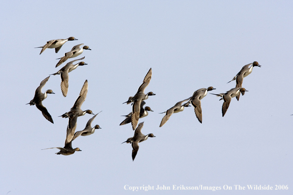 Pintail ducks in habitat.