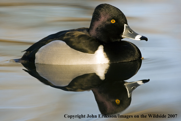 Ring-necked duck
