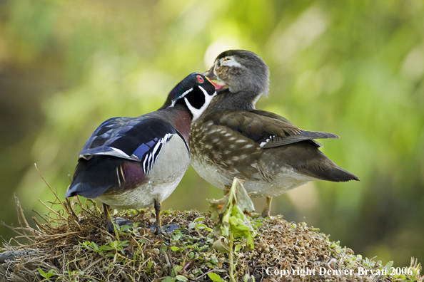 Wood duck pair.