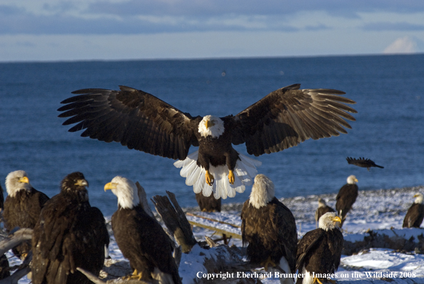 Bald Eagles in habitat