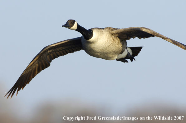 Canadian Goose in flight