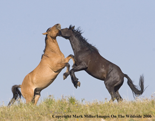 Wild horses fighting in habitat.