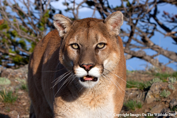 Mountain Lion in habitat