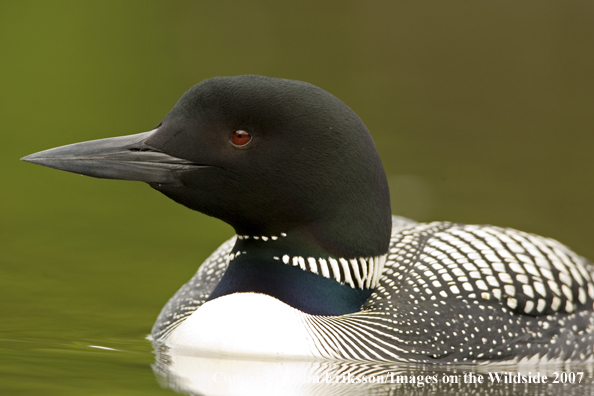 Loon in habitat