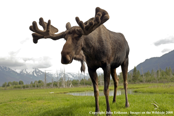 Moose in habitat