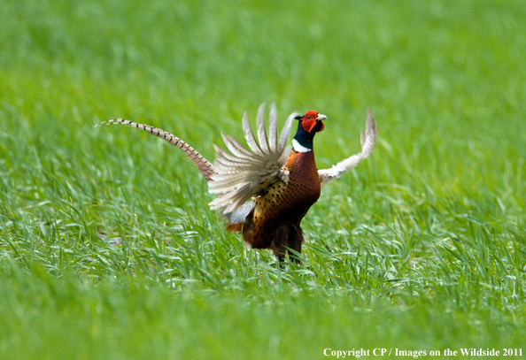 Rooster Pheasant in field. 