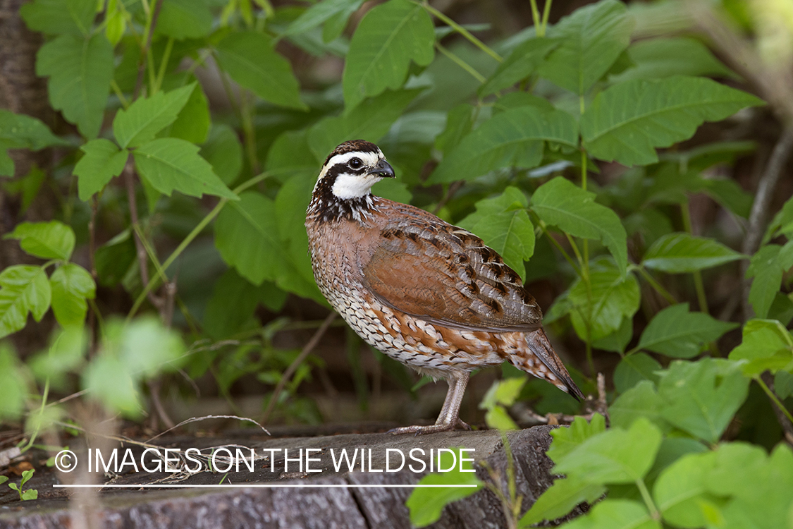 Bobwhite Quail in habitat.