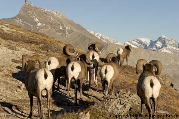 Herd of Rocky Mountain bighorn sheep (rams).