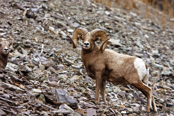 Rocky Mountain Big Horn Sheep