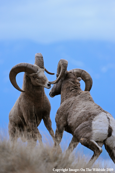 Rocky Mountain Bighorn Sheep
