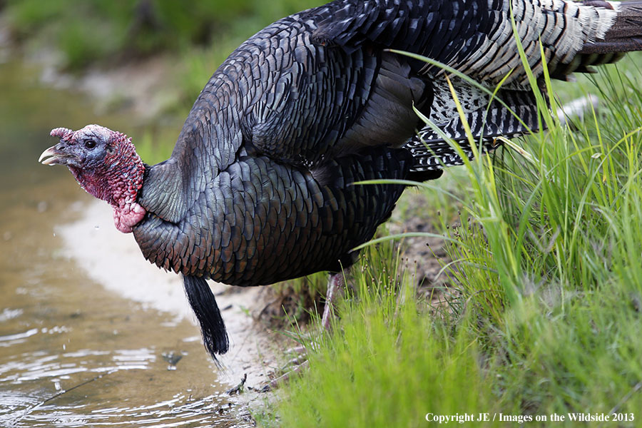 Rio Grande Turkey in habitat. 