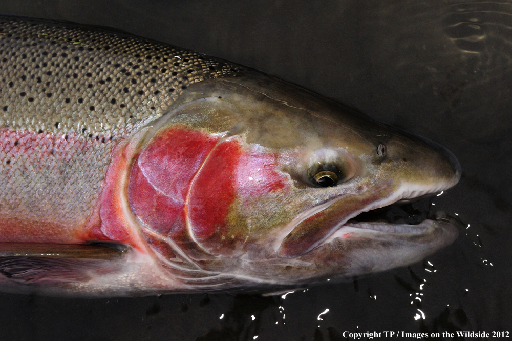 Steelhead trout. 