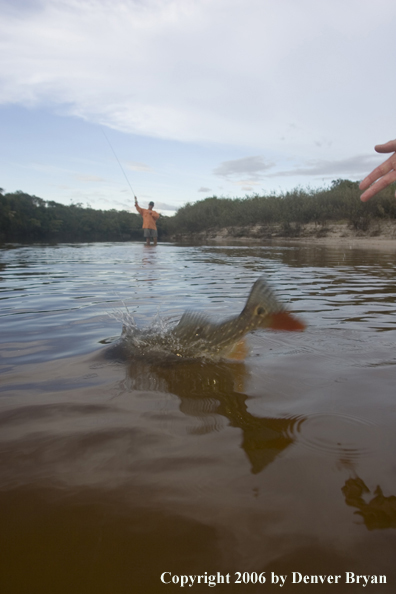 Peacock bass jumping.