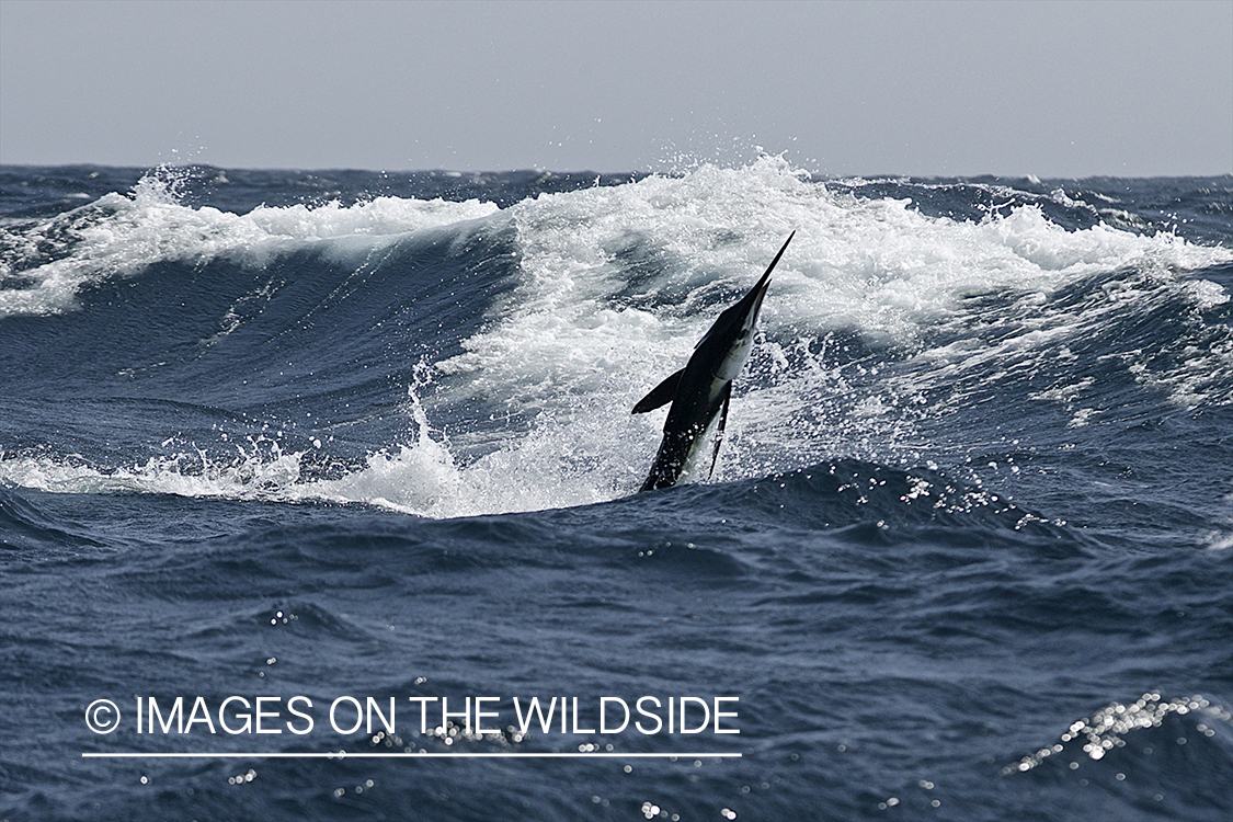Deep sea fisherman fighting jumping white marlin.
