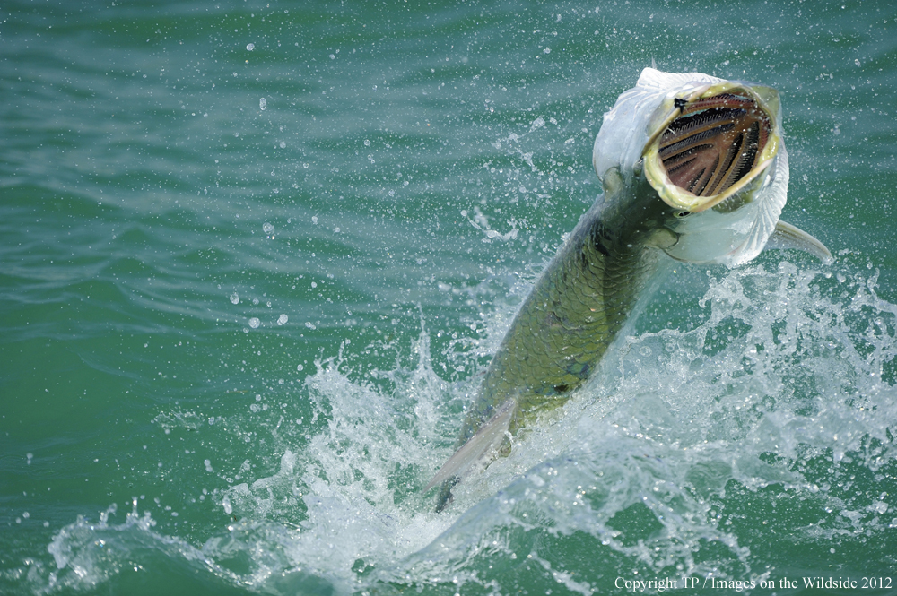 Tarpon jumping out of water. 