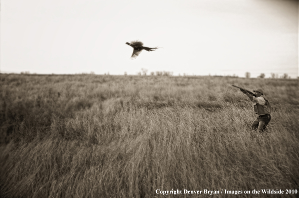 Upland bird hunter shooting at pheasant. (Original image #11006-04715)