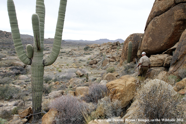 Upland game bird hunter hunting desert quail in Arizona.