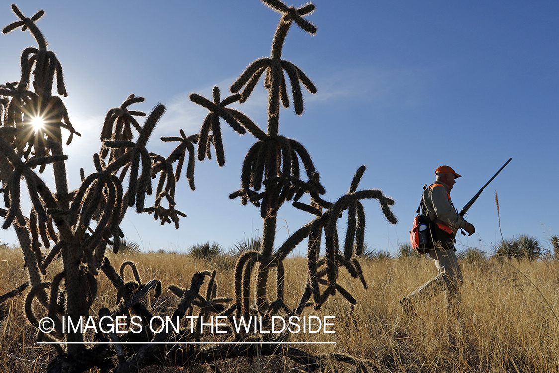 Mearns quail hunter in field.