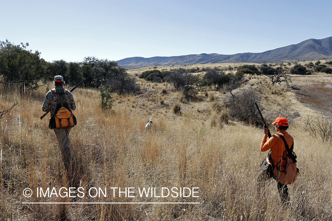Upland game bird hunters with dogs in field.