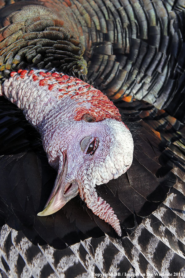 Recently killed turkey.
