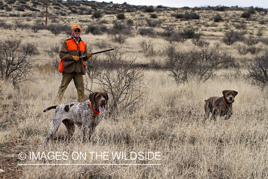 Quail hunter hunting Gambel's Quail in Arizona.
