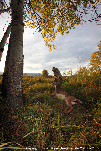 Bowhunter dragging downed white-tailed buck.