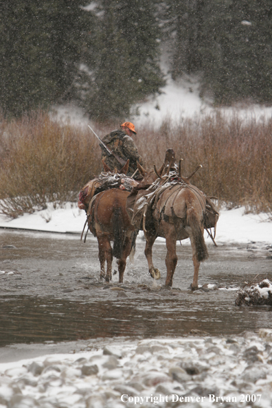 ELk hunter with pack string