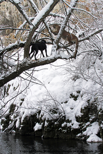Hunting dog holding mountain lion in tree