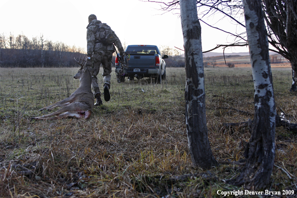 Bowhunter with bagged whitetail buck.