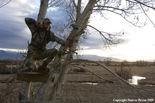 Bowhunter aiming bow from tree stand.