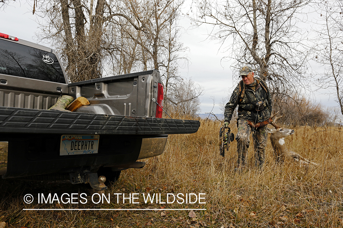 Bowhunter dragging bagged white-tailed buck.