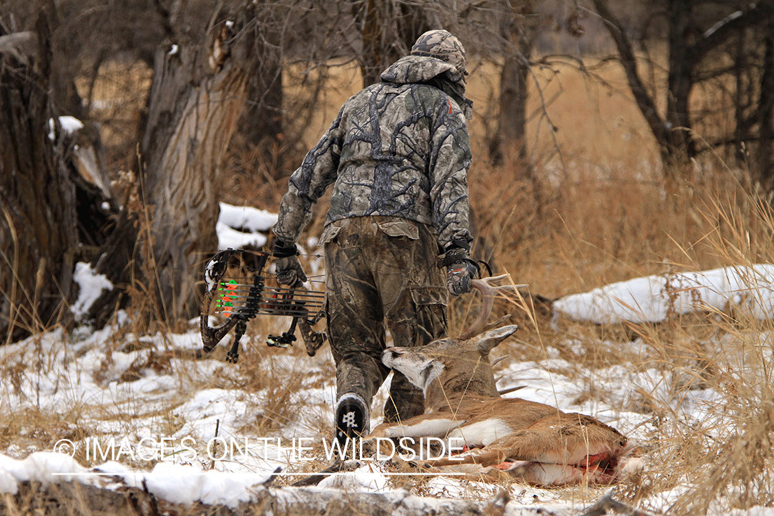 Bowhunter dragging bagged white-tailed buck.