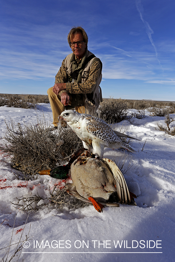 Gyr falcon on mallard with falconer.