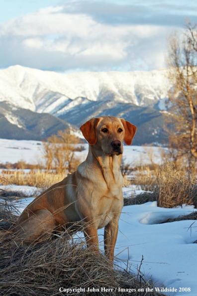 Yellow Labrador Retriever