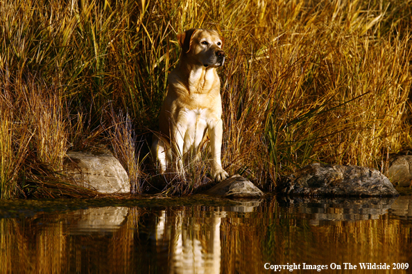 Yellow Labrador Retriever