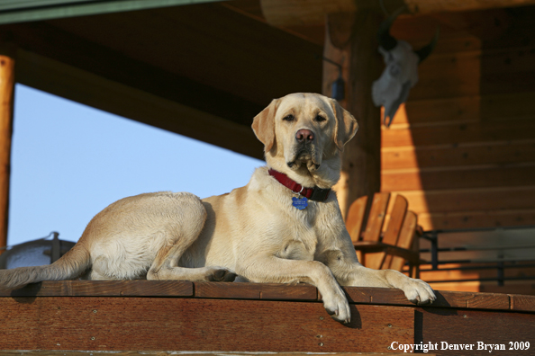 Yellow Labrador Retriever on deck
