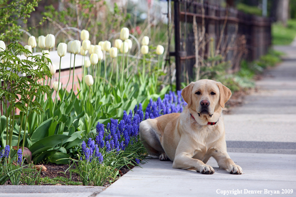 Yellow Labrador Retriever by flowers