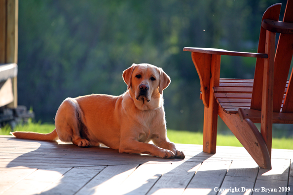 Yellow Labrador Retriever on deck