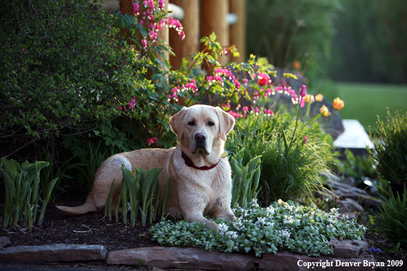 Yellow Labrador Retriever by flowers