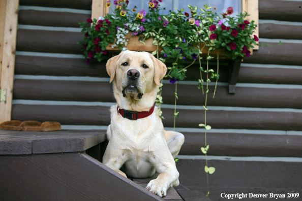 Yellow Labrador Retriever on deck