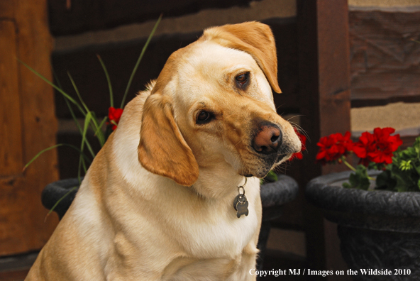 Yellow Labrador Retriever