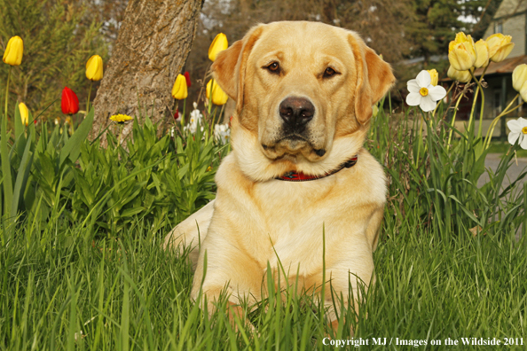 Yellow Labrador Retriever.