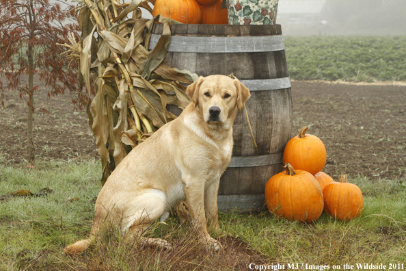 Yellow Labrador Retriever with pumpkins. 