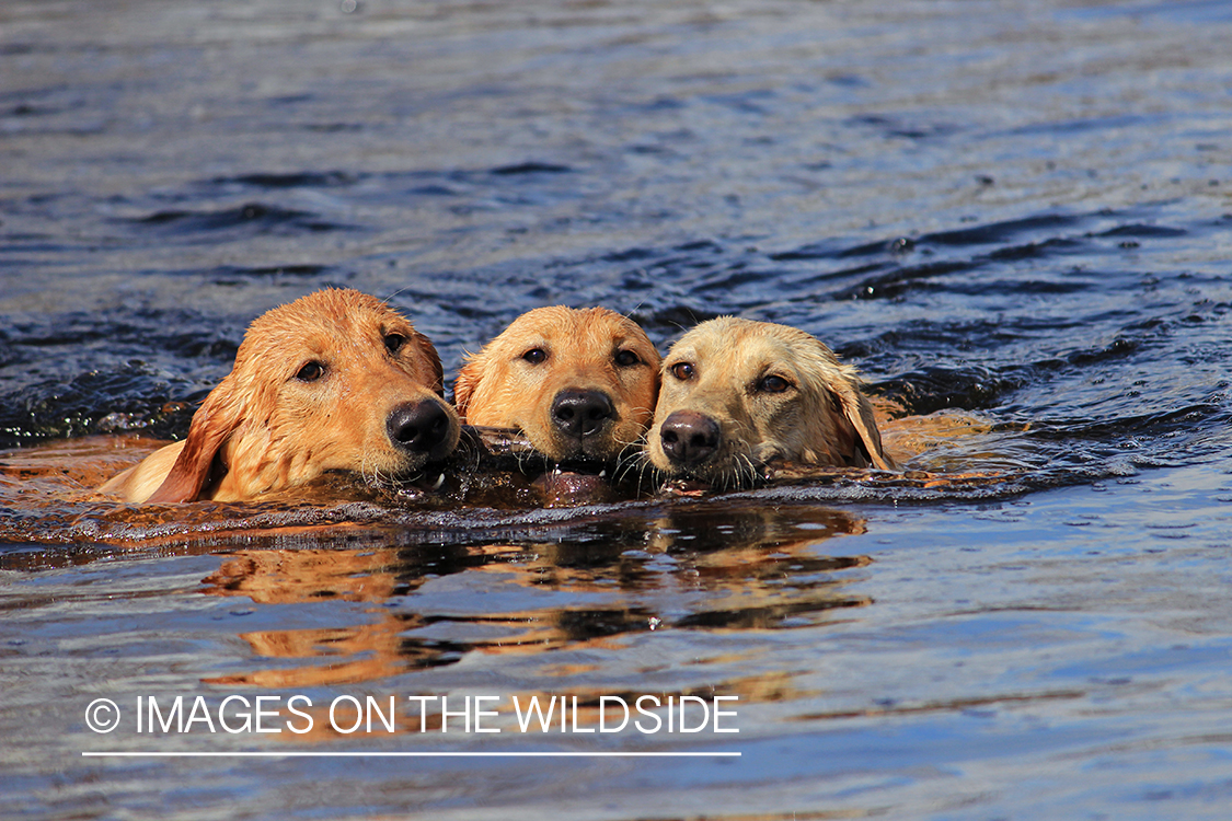 Yellow Labrador Retrievers