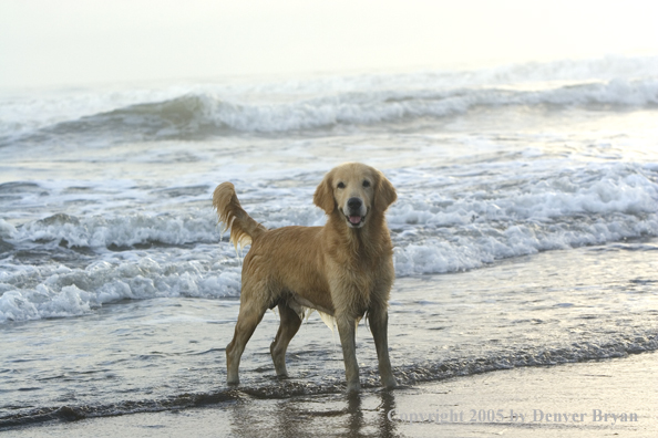 Golden Retriever on ocean beach.