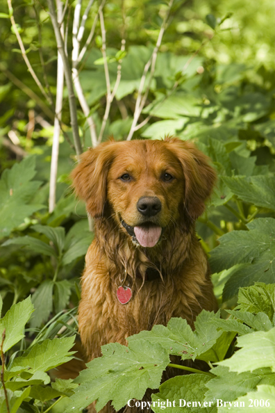 Golden Retriever sitting on deck.