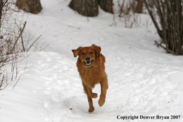 Golden Retriever in the snow.