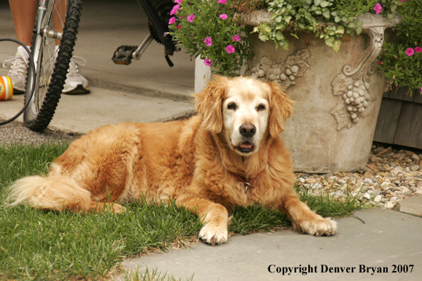 Golden Retriever